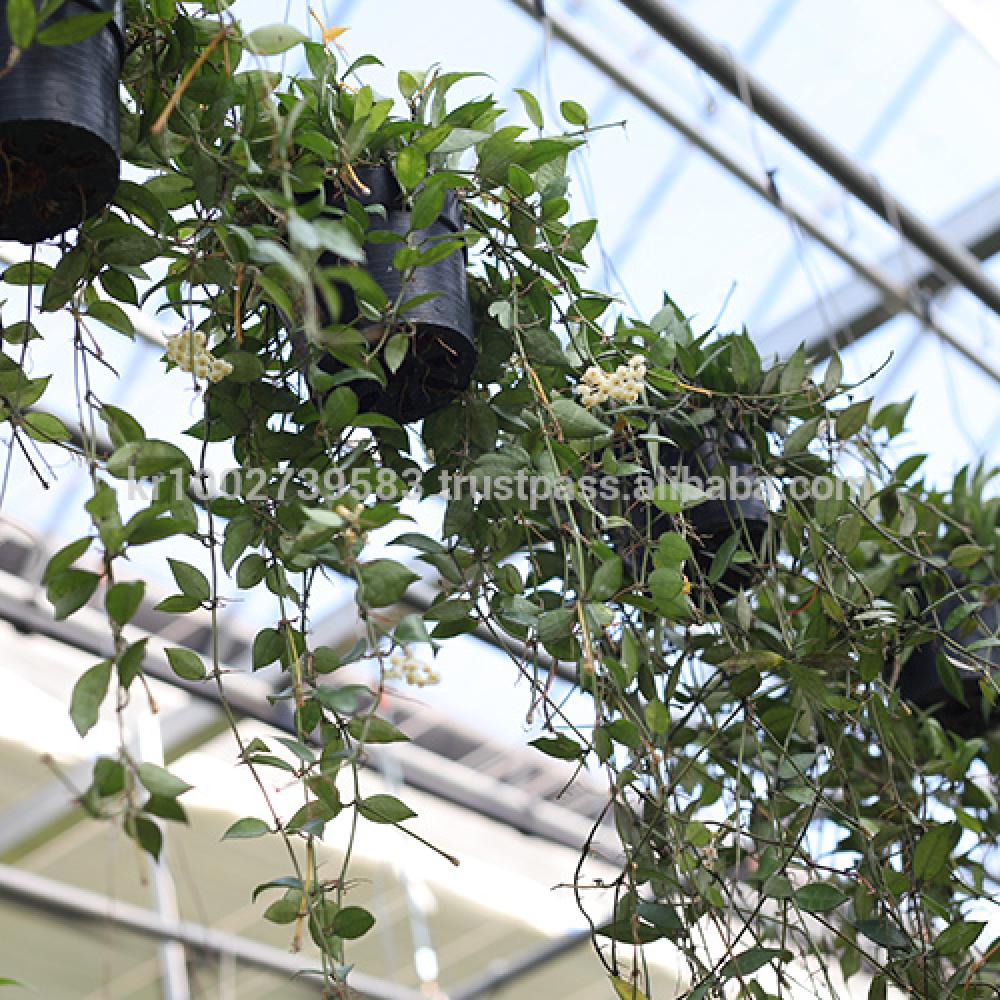 Great Houseplants " Hoya lacunosa " by Joinflower Joinfolia