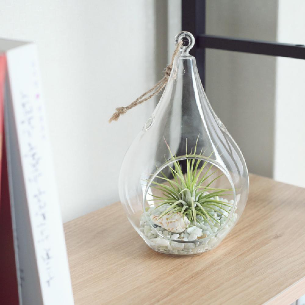Tillandsia Air Plants Hanging Teardrop glass Ionantha set by Joinflower Joinfolia