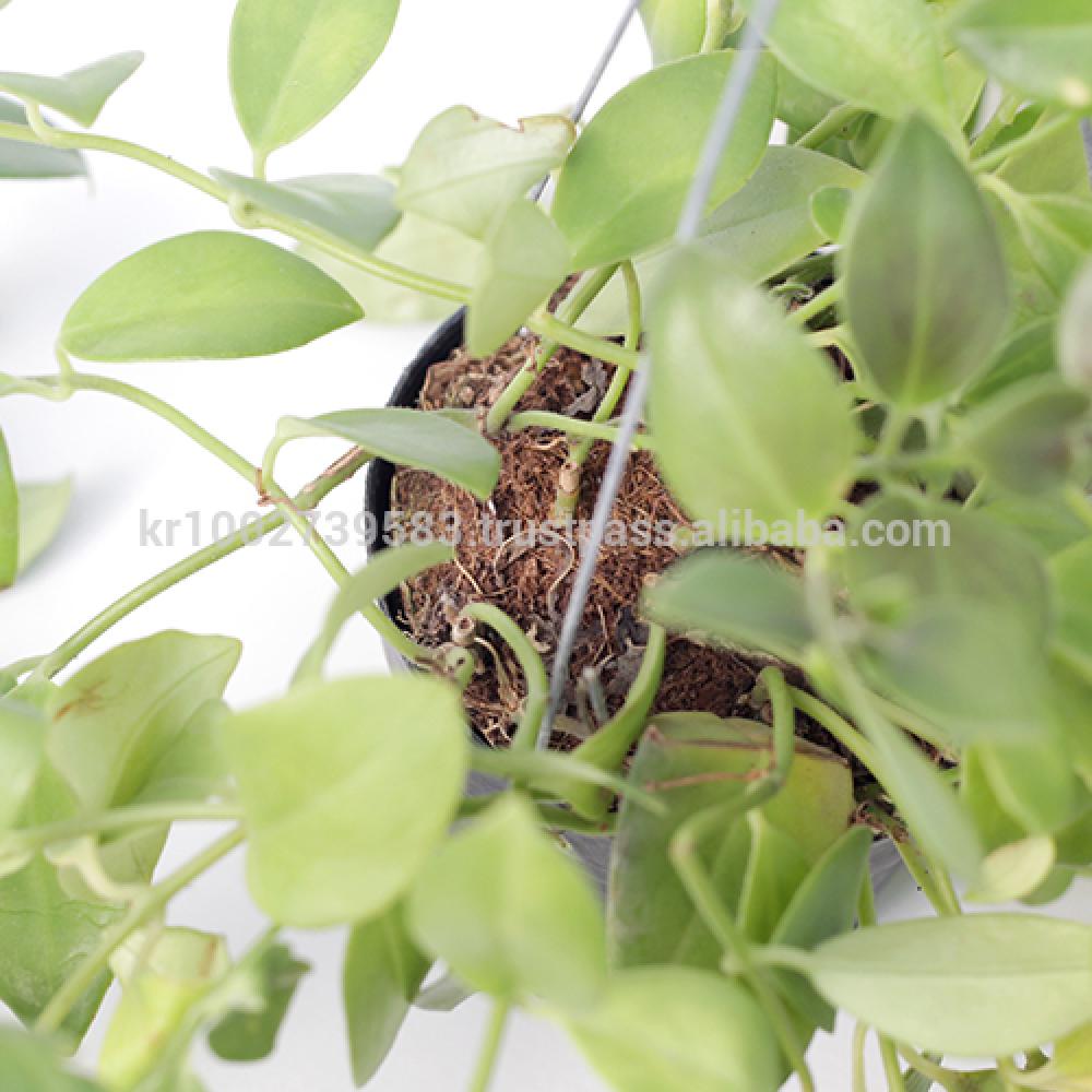 Beautiful, small, reddish orange flowers Lipstick Plants " Green " Joinflower Joinfolia