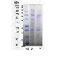 full image Antibacterial Peptide Microbial(P/WS : Water Soluble)
